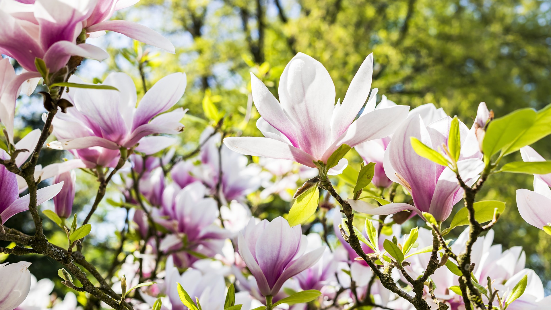 7 tips om je tuin lenteklaar te maken